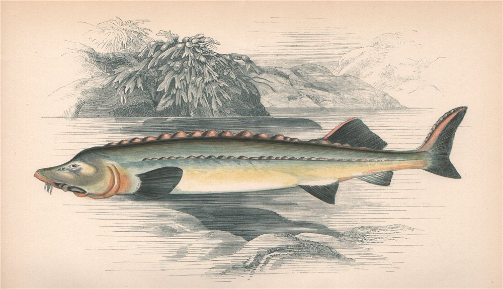 HUSO. Beluga Sturgeon. COUCH. Fish 1862 old antique vintage print picture